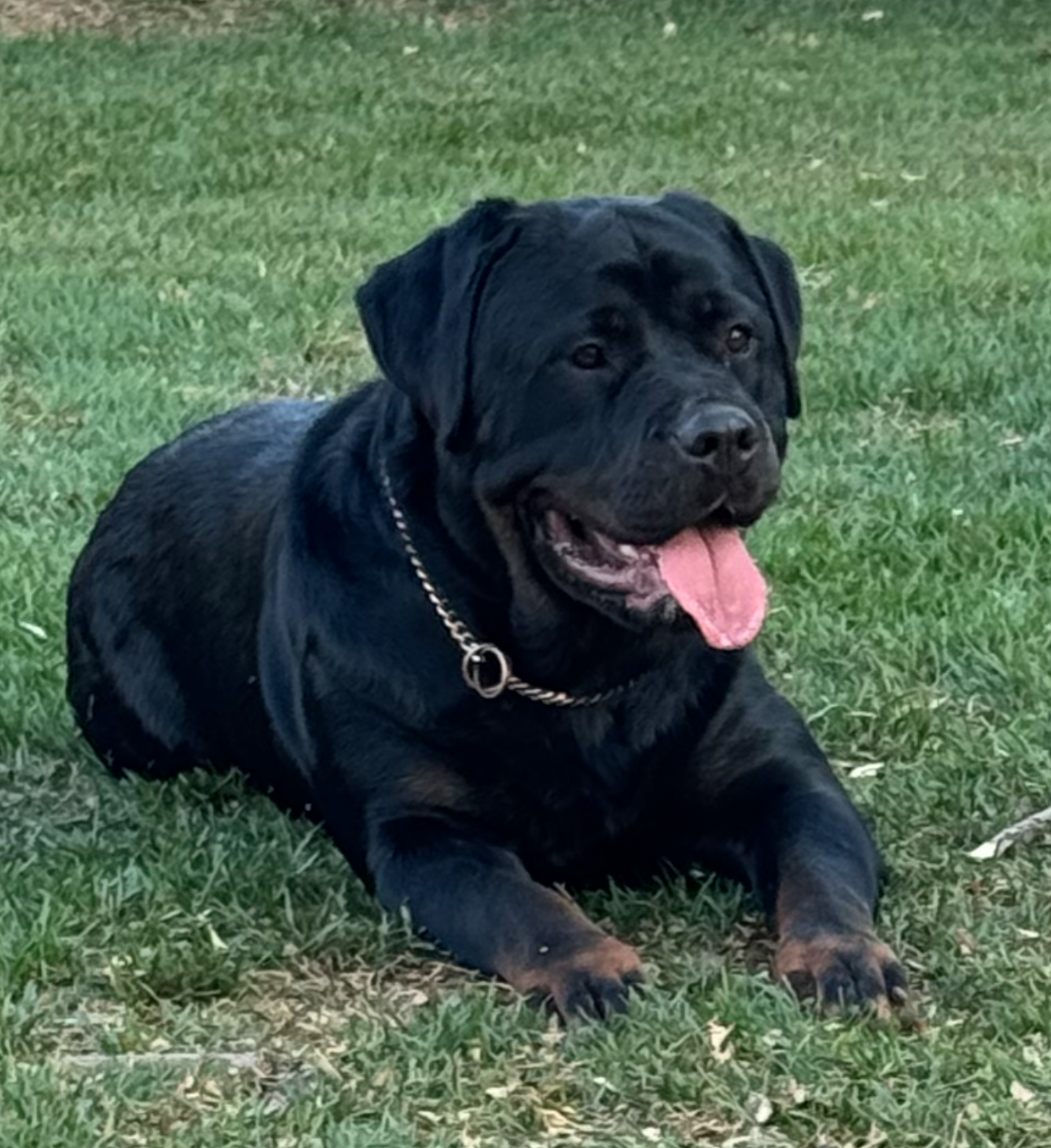 Willie Page kneeling beside a confident Rottweiler outdoors
